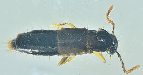 Othius laeviusculus